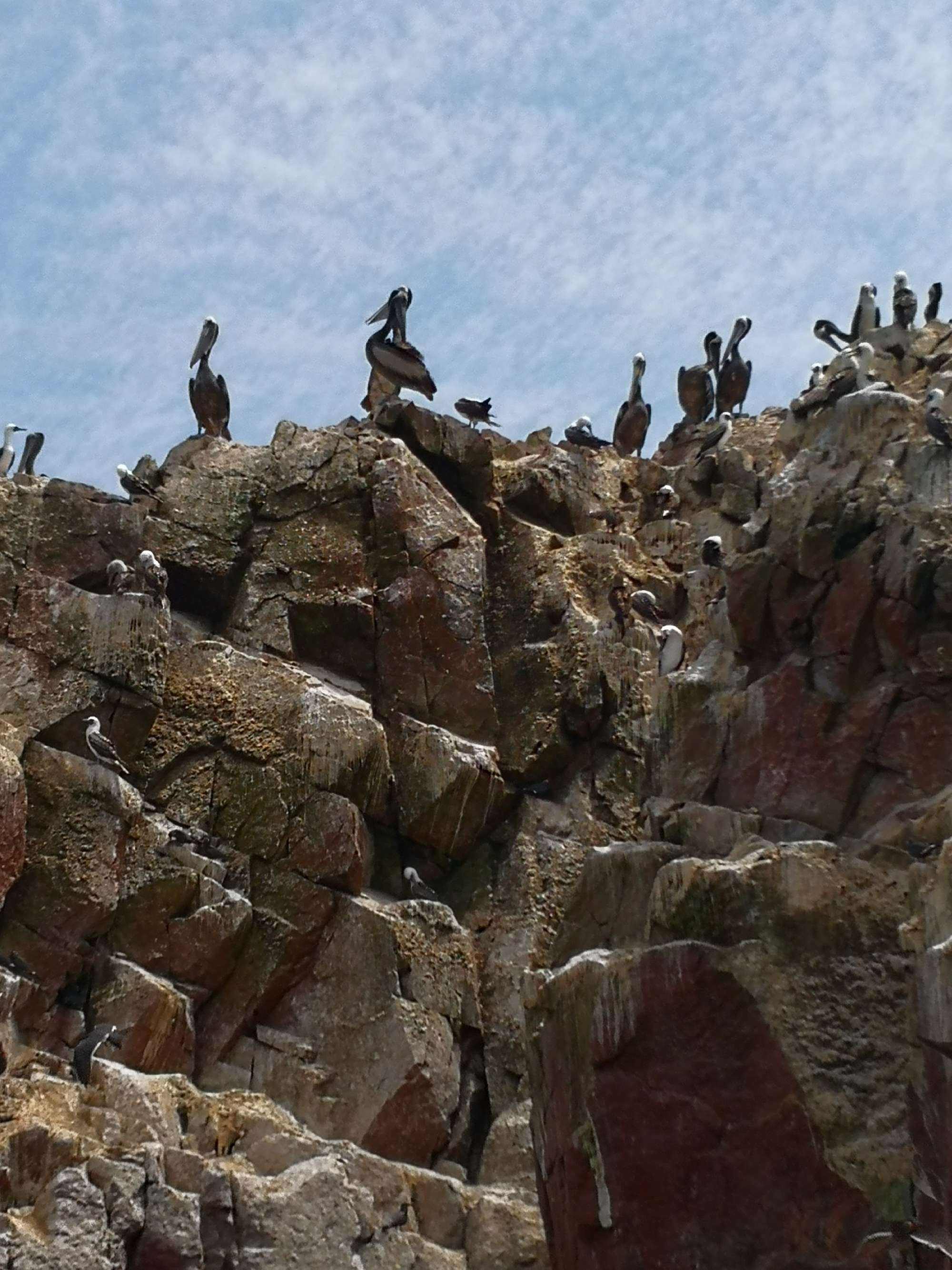 秘鲁碾压阿根廷,布鲁诺·费尔南德斯关键制胜的简单介绍 秘鲁碾压阿根廷,布鲁诺·费尔南德斯关键制胜的简单介绍