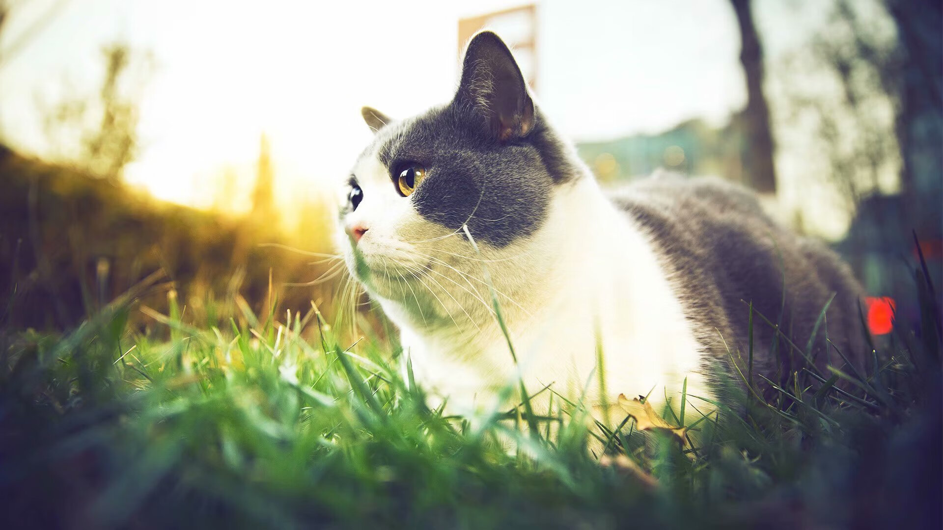 体育双星闪耀日，奥地利队轻取葡萄牙队，张继科刷新纪录彰显传奇