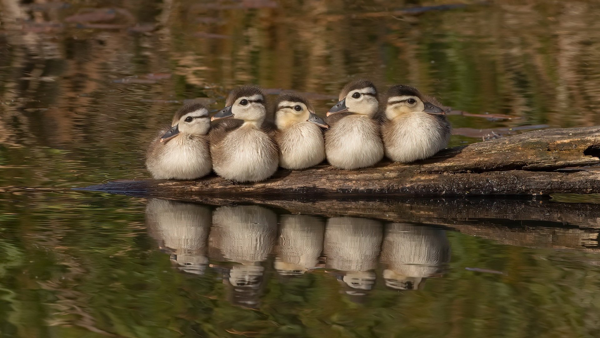 数字绿茵,当美国对阵喀麦隆,莱万算法持续制造杀伤