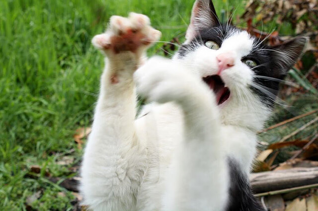 关键先生阿什拉夫连续得分,中国男篮力克澳大利亚终结连败