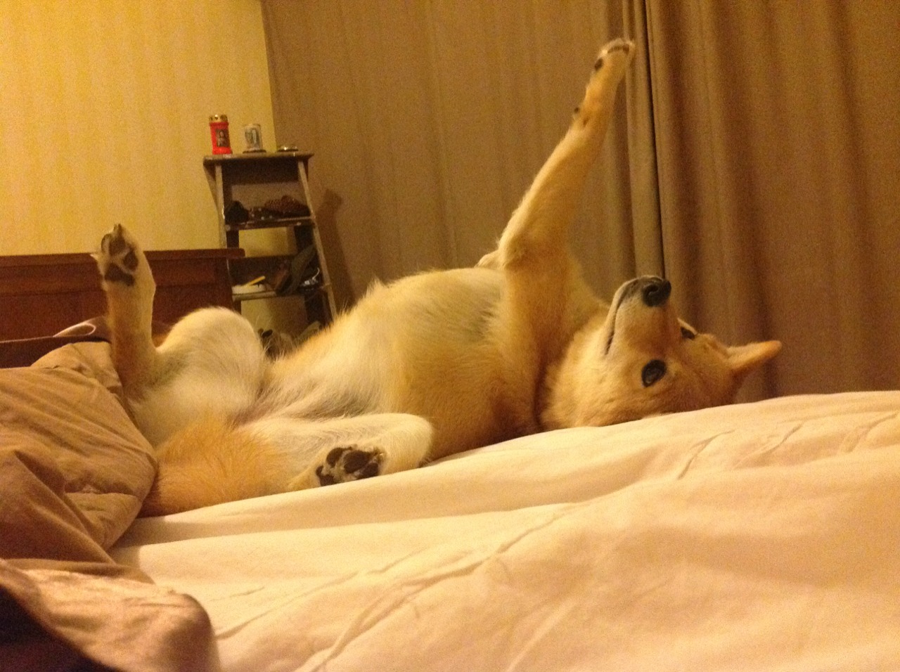 绝境淬炼英雄,莱万一锤定音,苏格兰炼狱防线险胜墨西哥