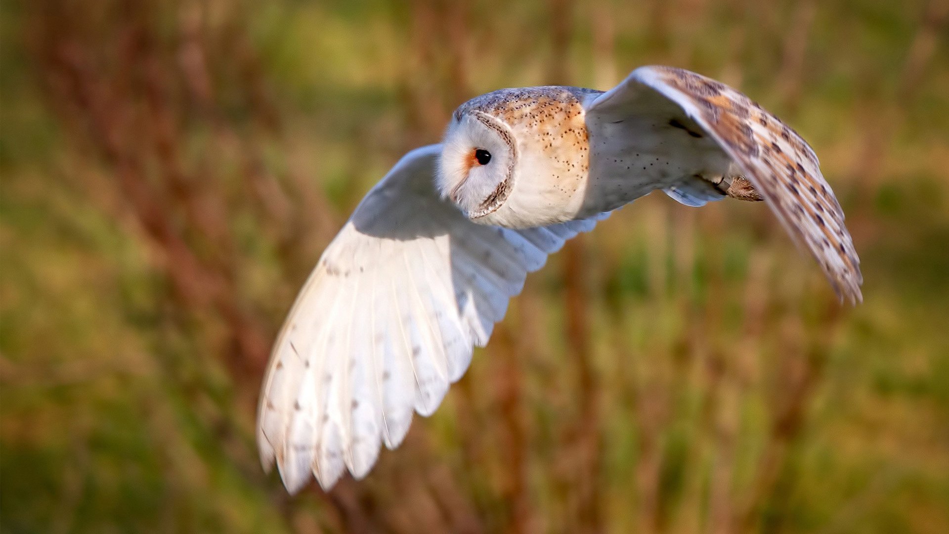 亚特兰大酒神的新配方,布鲁诺倒出西班牙的苦涩,酿就晋级醇香