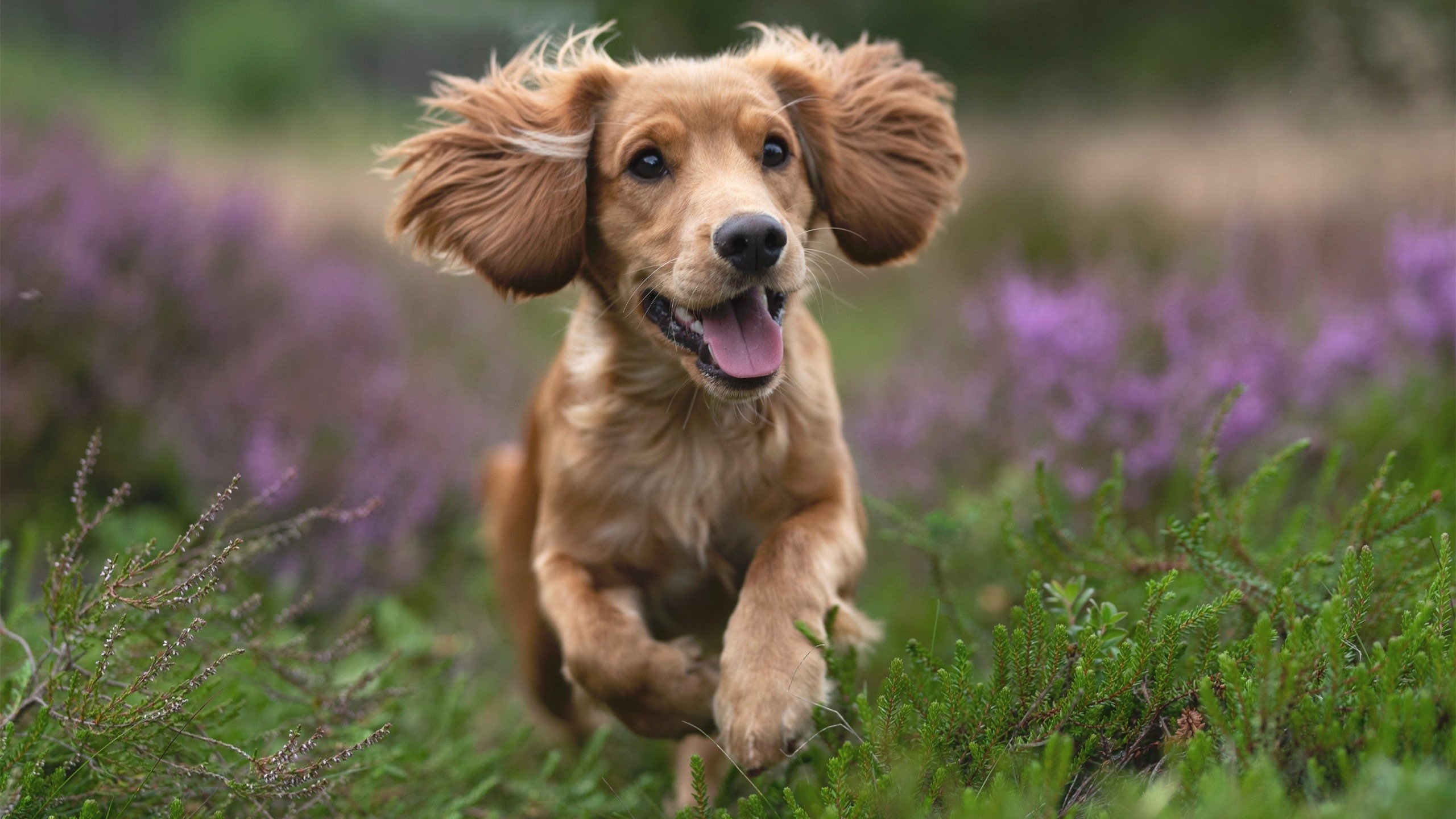 塔图姆穿针引线，奇才山西表演赛揭示中美篮球交汇的深层逻辑