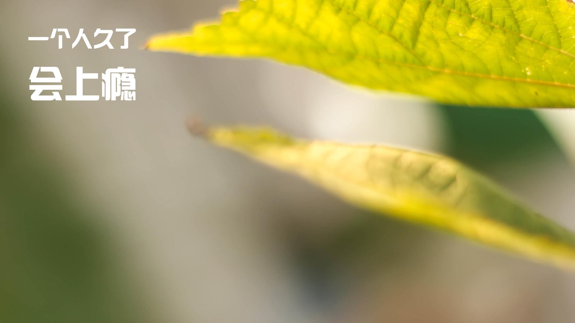 东西镜像,德罗赞爆发的艺术与辽宁队的得分风暴