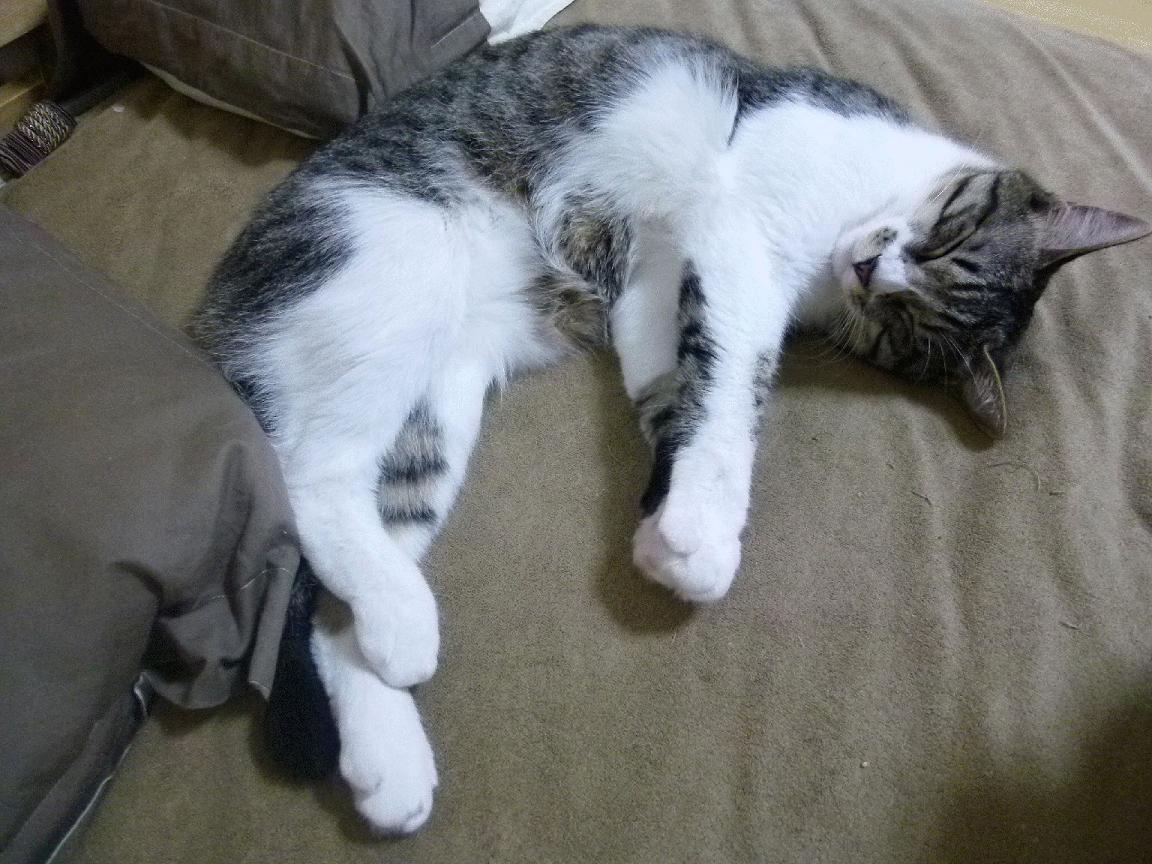 冰火对决，米切尔超级三双背后，吉林战术如何强行终结热火模式？