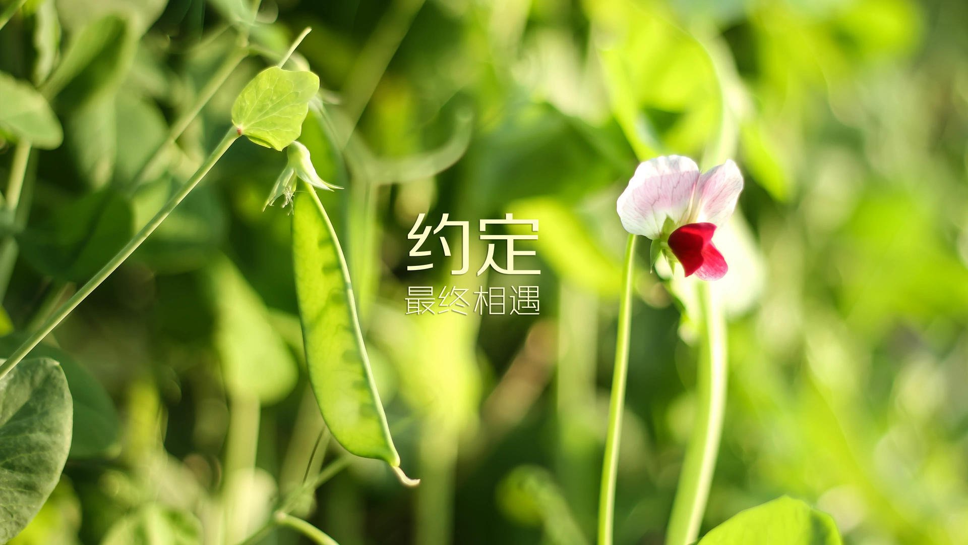 帕尔默单骑救主，秘鲁掀起南美风暴击退北非劲旅突尼斯