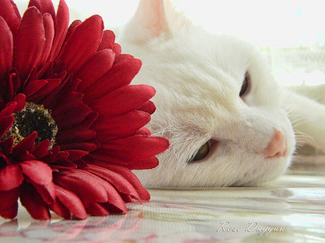 东方魔法与现代铁骑，三笘薰的爆发与加拿大的压哨绝杀，足球世界的两极共鸣