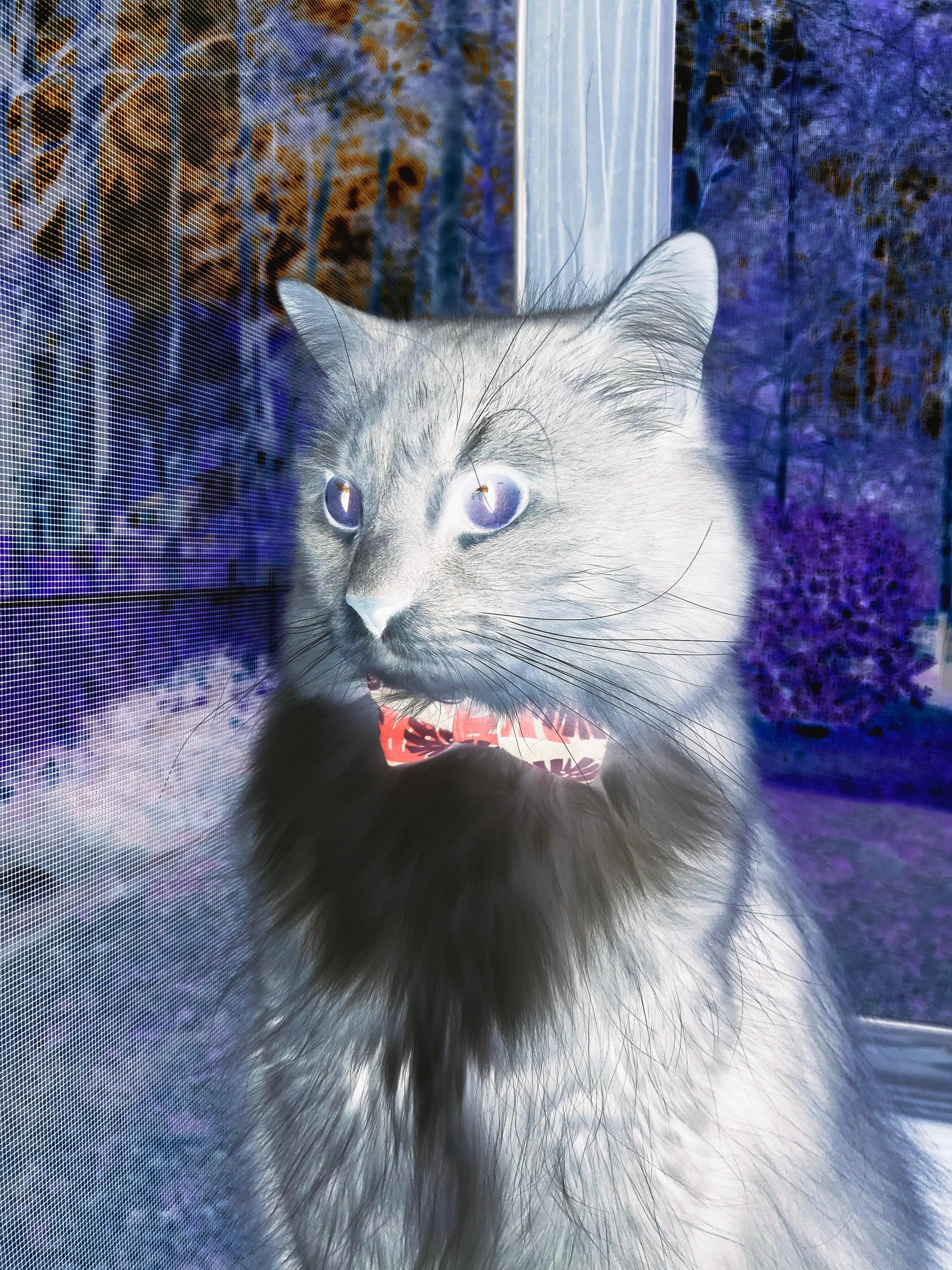 当篮球巨星走上世界杯点球点，哈利伯顿的13秒拯救了足球