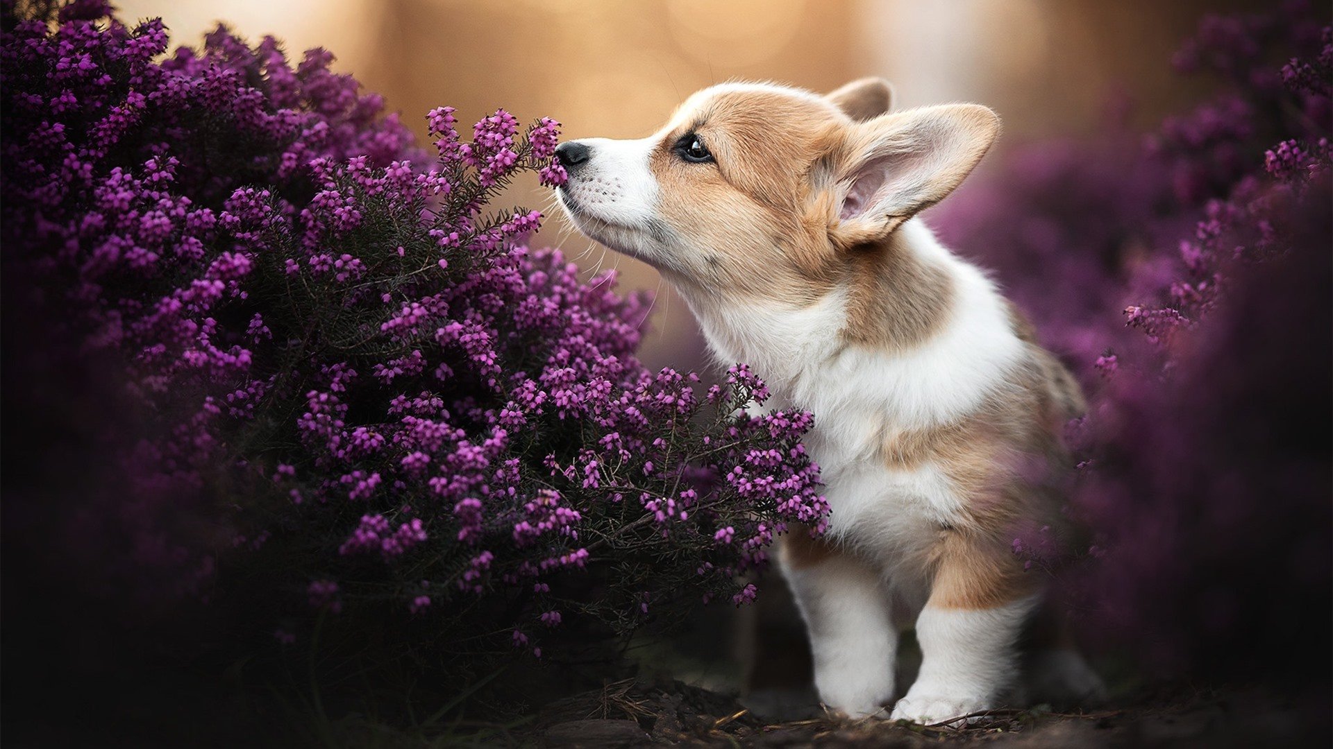 范弗利特之火，意甲焦点夜的璀璨瞬间