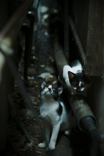 灵魂附体？辽宁广厦大战，这场的哈登竟在CBA！