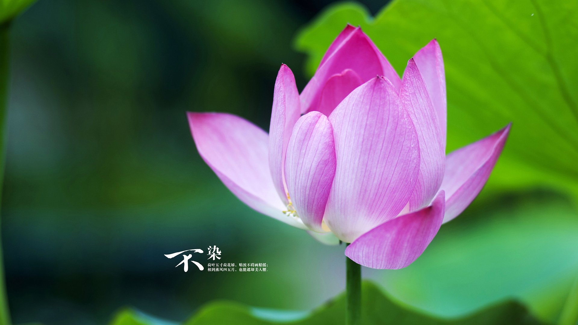 快船雷霆激战夜，武切维奇导演中锋降维打击