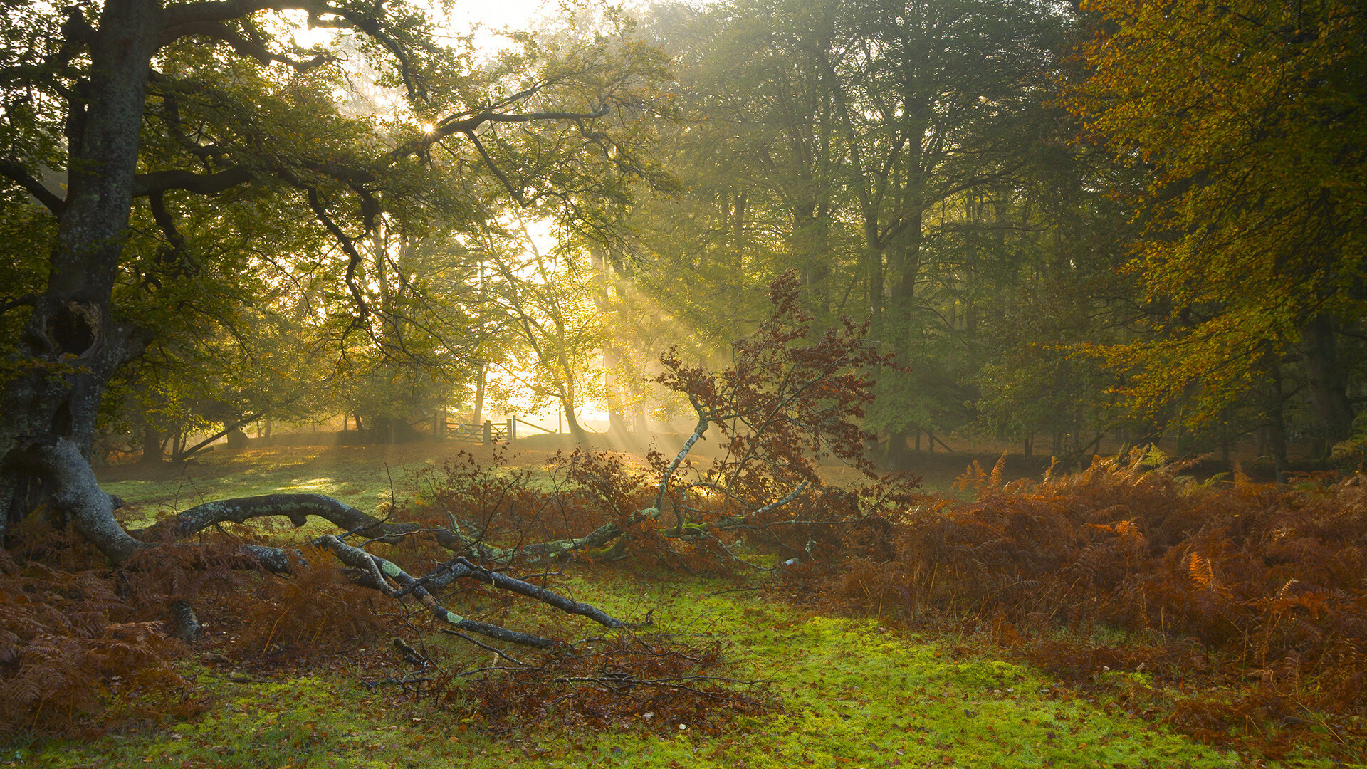 凤凰城烈火燎原，布鲁克林防线崩塌！西亚卡姆化身大狙，精准击穿篮网命门