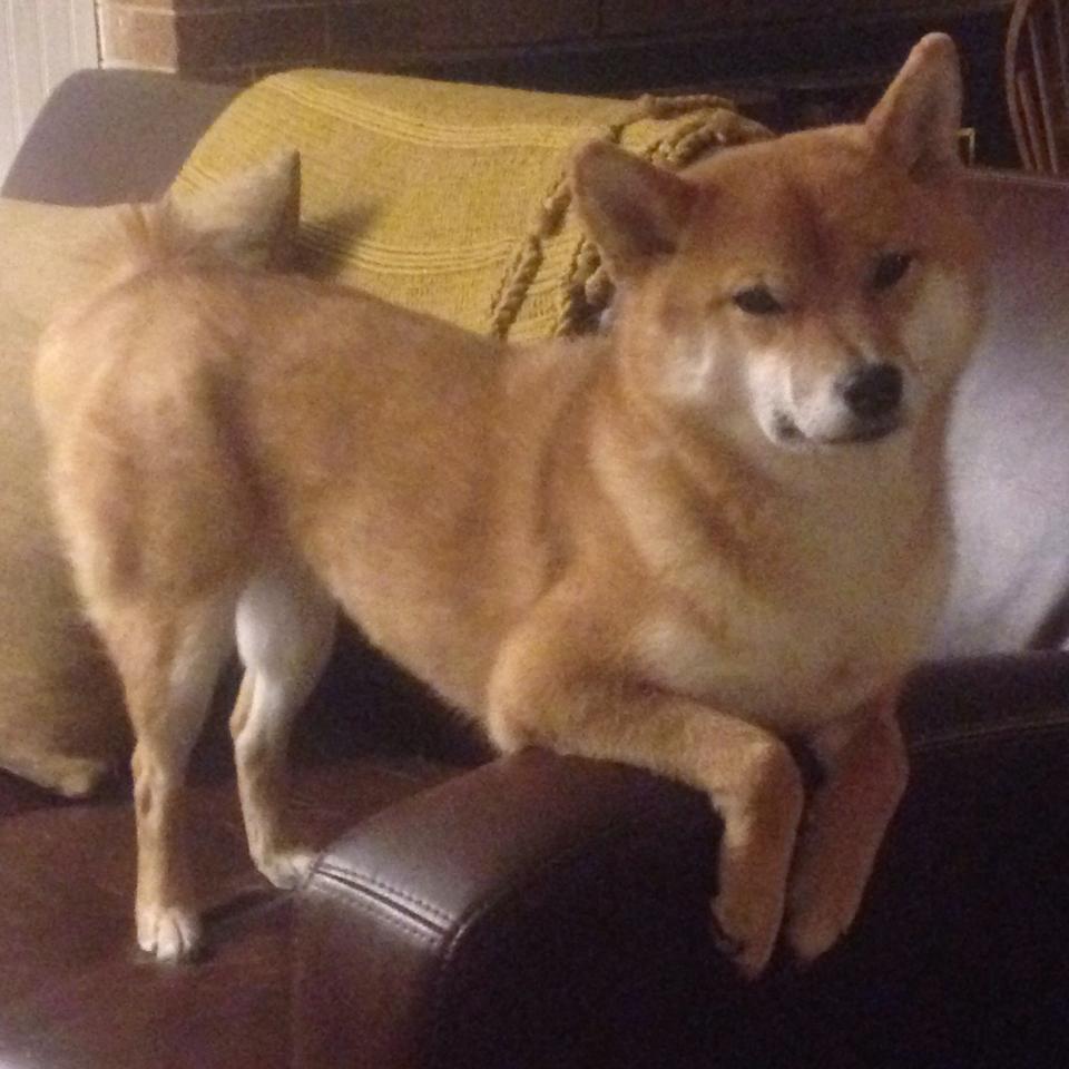 梦剧场陷落！葡萄牙三叉戟撕裂红魔，阿克定义新关键先生