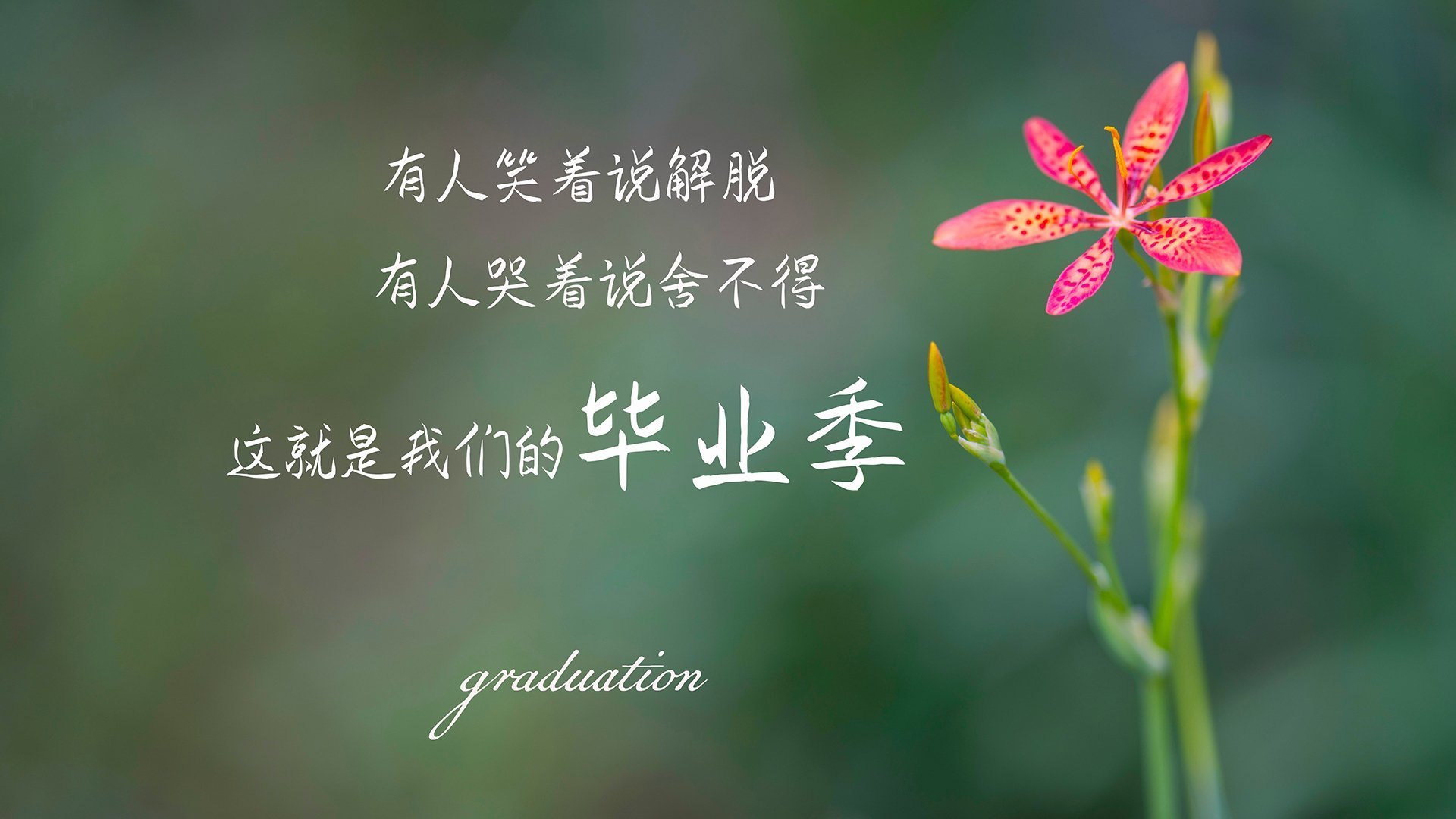 桑巴军团撕裂欧洲劲旅,巴雷拉狂舞之夜,巴西血洗葡萄牙锁定2026世界杯头名